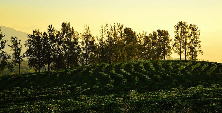 Colombia Coffee Cultural Landscape