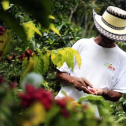 Colombian coffee farmer 600x399