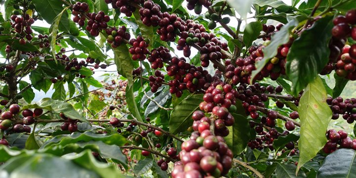 guatemala bird friendly coffee farm