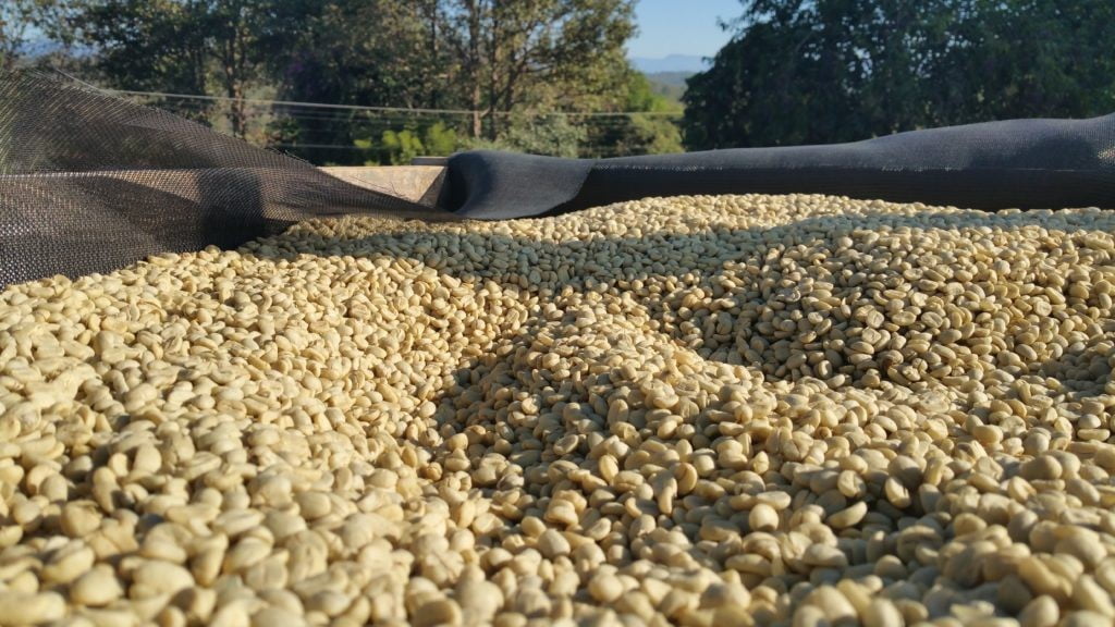 ca phe ethiopia yirgacheffe kochere 2