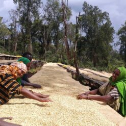 ca phe ethiopia yirgacheffe kochere 7