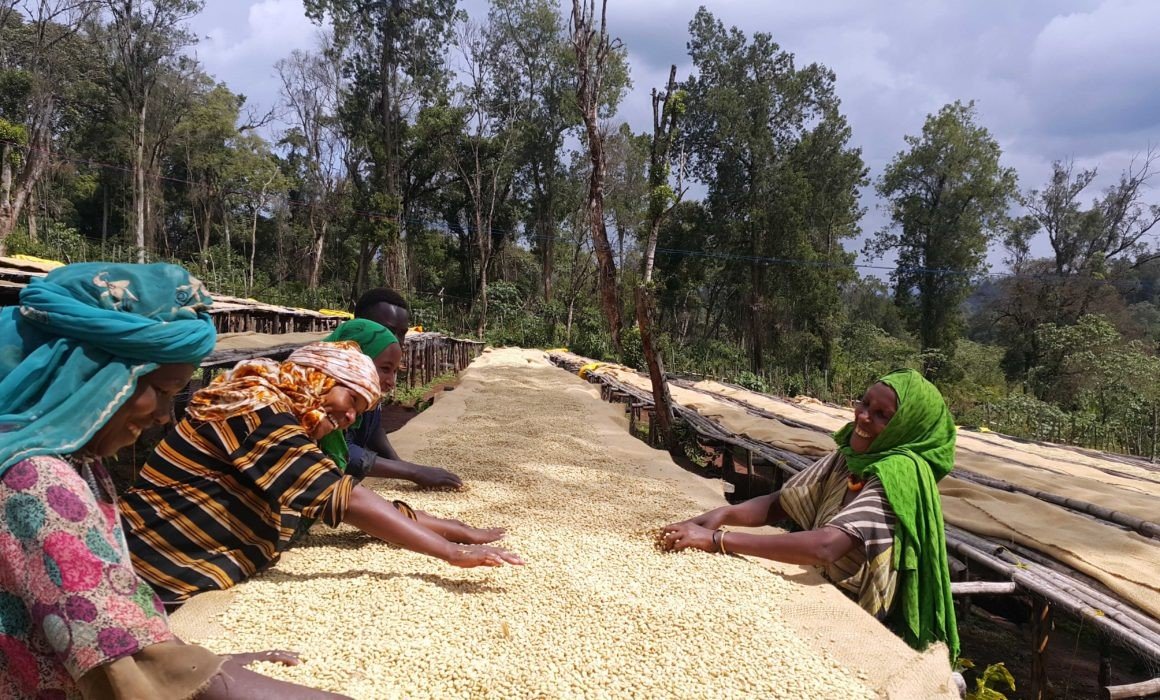 ca phe ethiopia yirgacheffe kochere 7