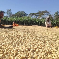 ca phe ethiopia yirgacheffe kochere 8