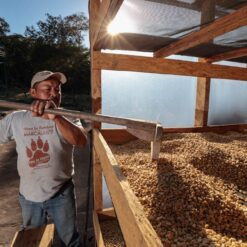 ca phe honduras lot 1 coe 5