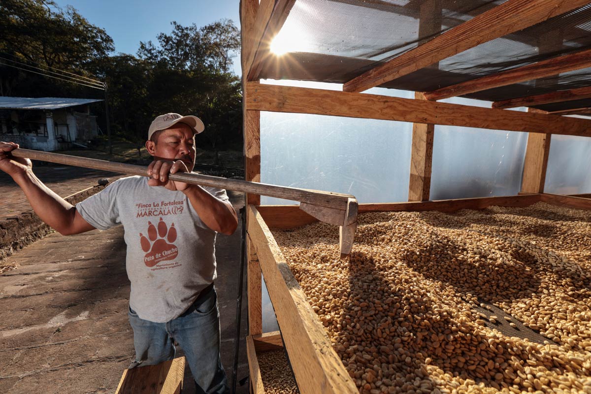 ca phe honduras lot 1 coe 5