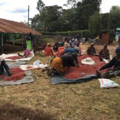 ca phe kenya kiambu dormans 30