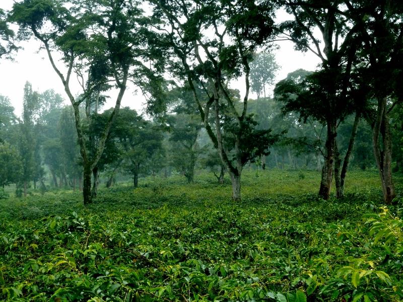 ca phe tanzania 11