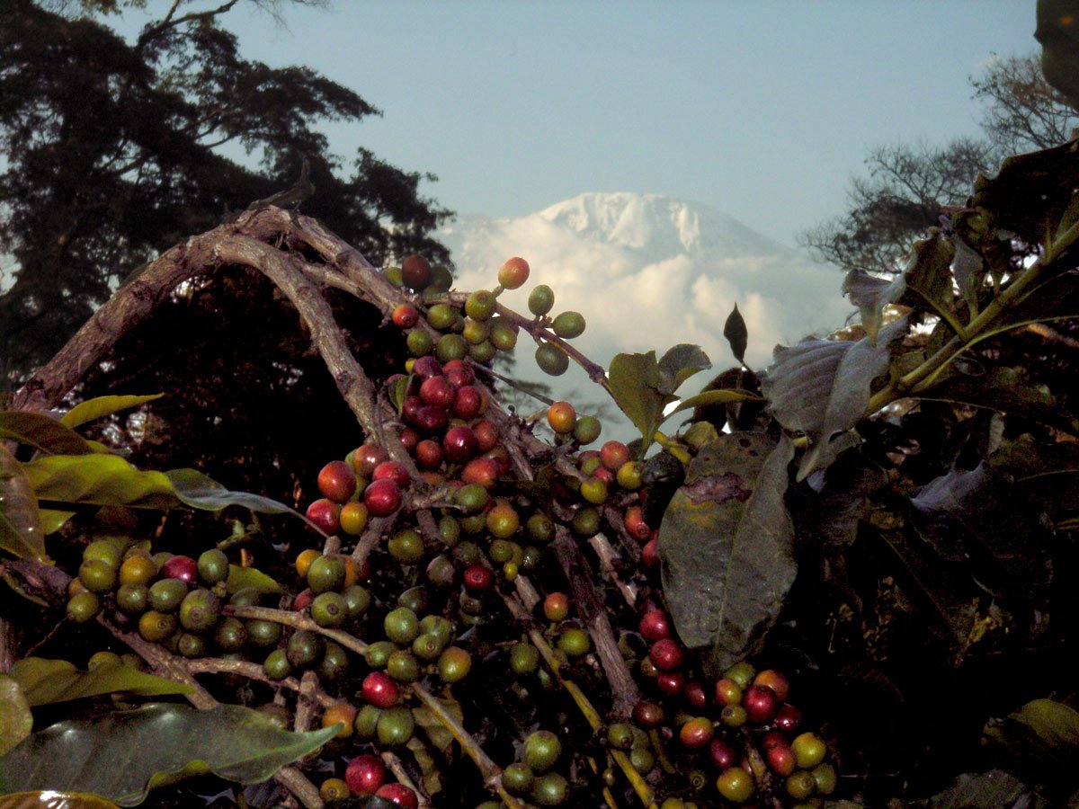 ca phe tanzania Kilimanjaro 12