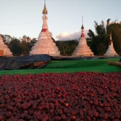 ca phe myanmar salween torch 5