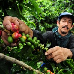 Ca phe Colombia Narino 3