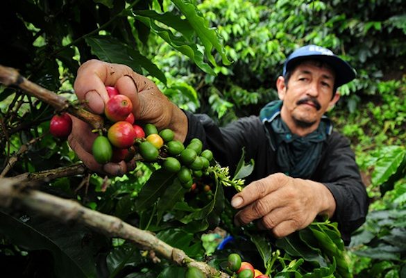 Ca phe Colombia Narino 3