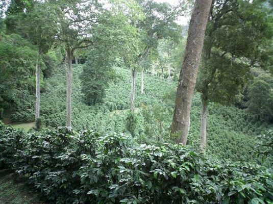 tra cascara geisha panama nong trai hartmann 3