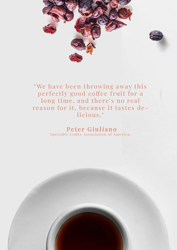 tra geisha cascara panama2