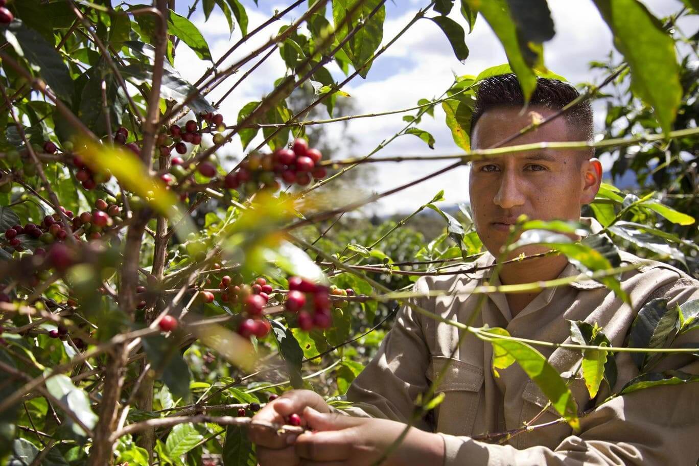 ca phe colombia cauca popayan 8 1