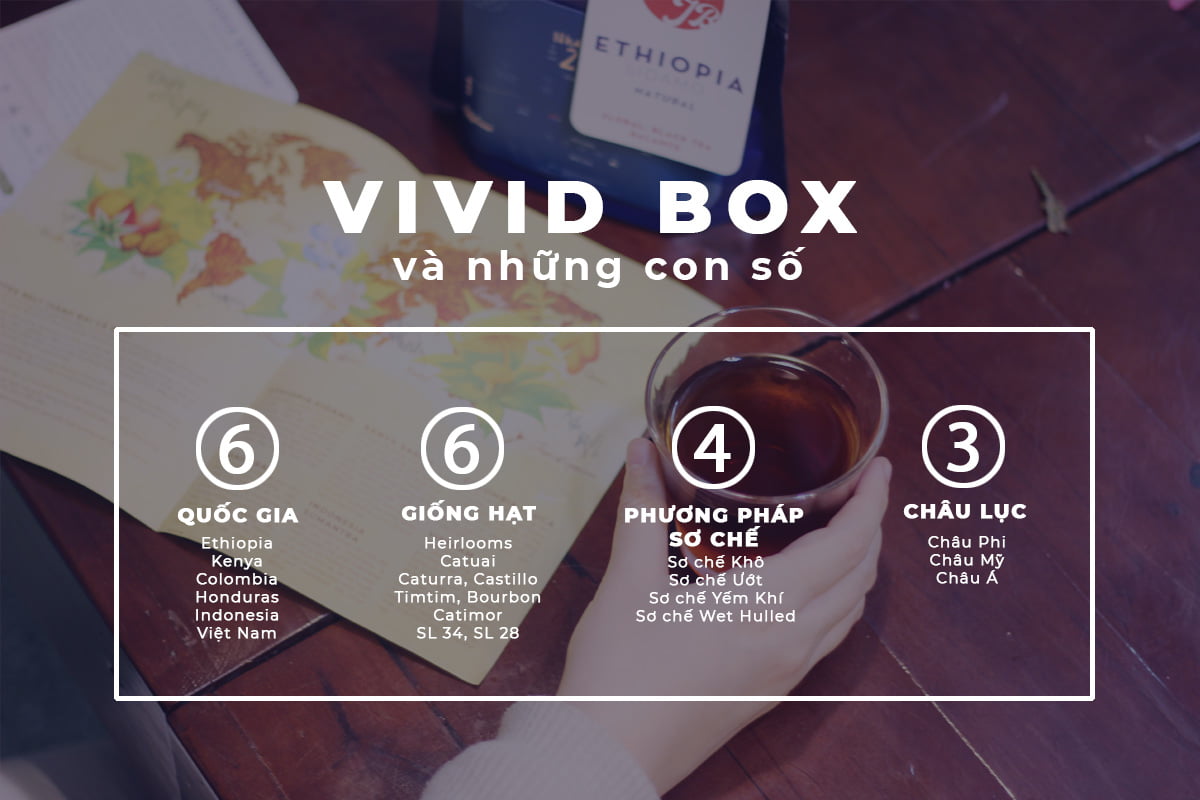 combo ca phe 3 chau luc vivid box 2