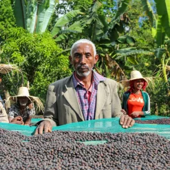 Ca phe Ethiopia Guji nensebo 2