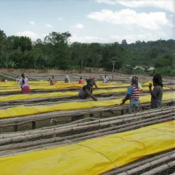 Ca phe Ethiopia Guji nensebo 4