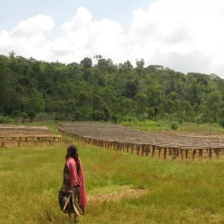 Ca phe Ethiopia Guji nensebo 5