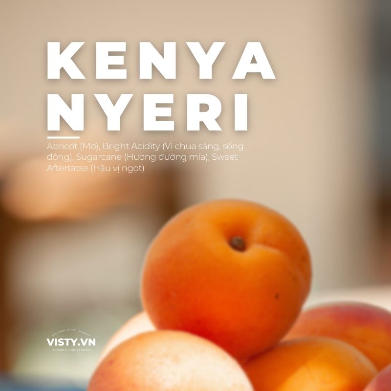 Cà phê kenya Nyeri