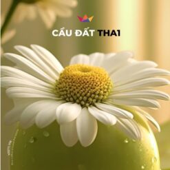 ca - phe - cau - dat - THA1