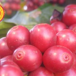 ca phe brazil daterra summer solstice nho xanh 1