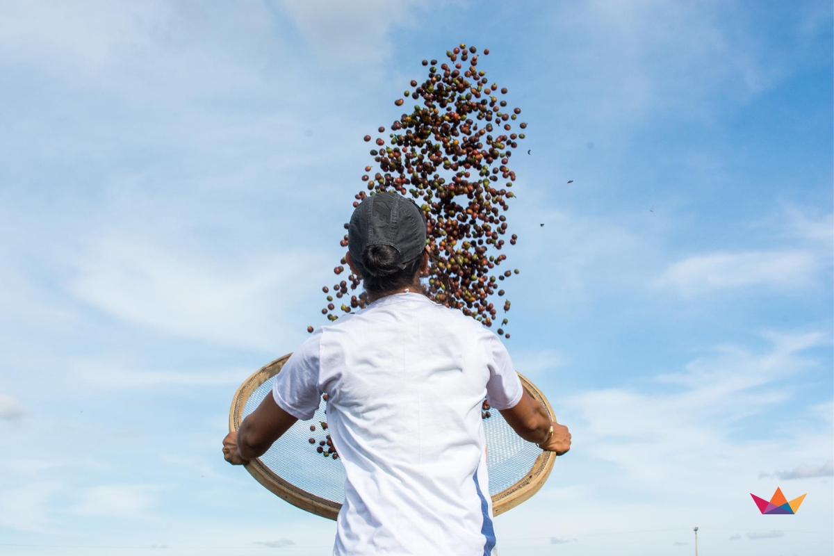 ca phe brazil daterra summer solstice nho xanh 2