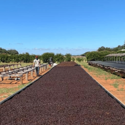 ca phe brazil daterra summer solstice nho xanh 4