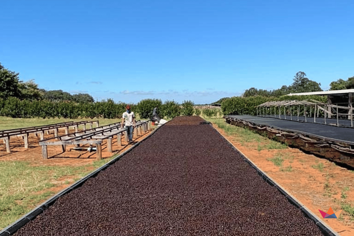 ca phe brazil daterra summer solstice nho xanh 4