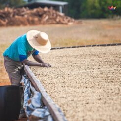 ca phe brazil daterra summer solstice nho xanh 6