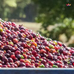 ca phe brazil daterra summer solstice nho xanh 7