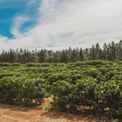ca phe brazil daterra summer solstice nho xanh 7