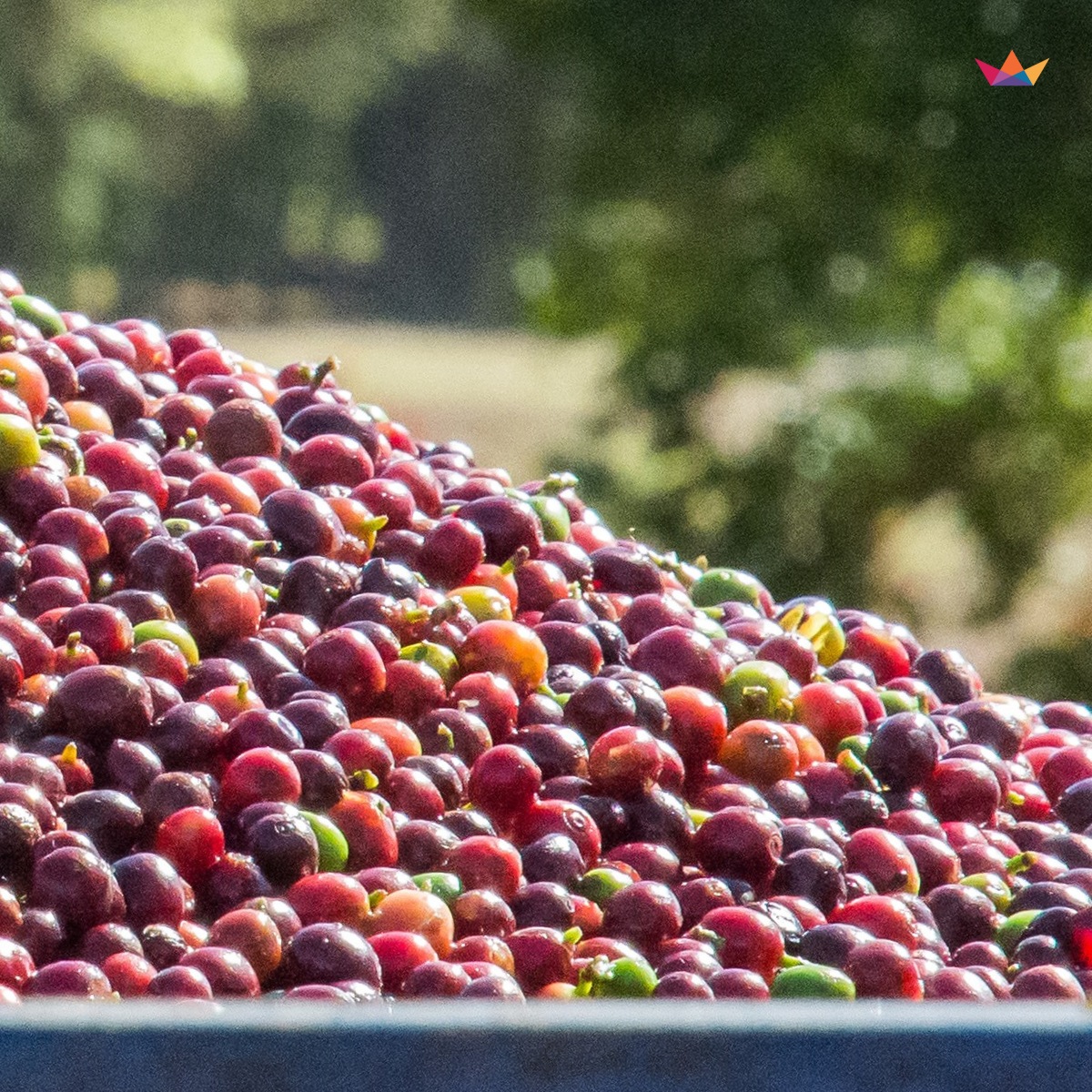 ca phe brazil daterra summer solstice nho xanh 7