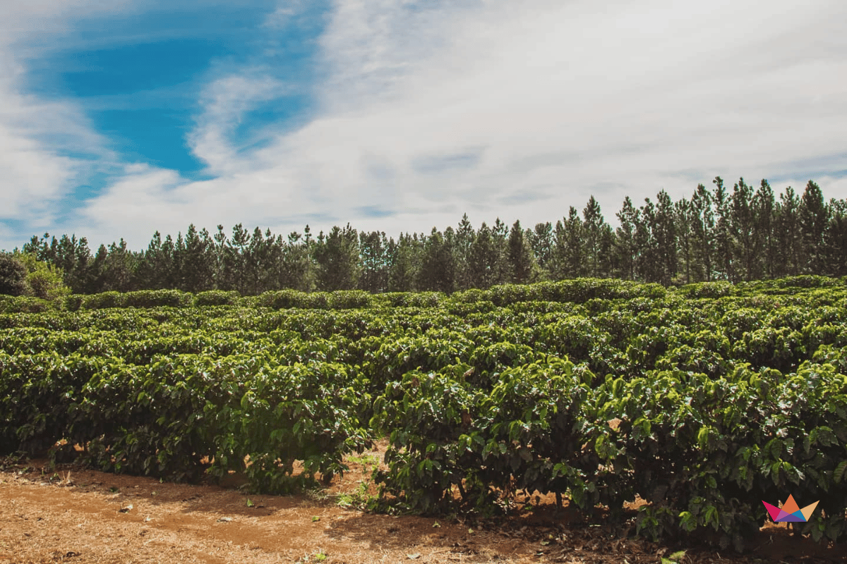 ca phe brazil daterra summer solstice nho xanh 7