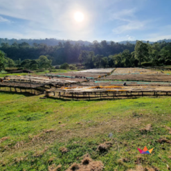 Ethiopia Uraga 2