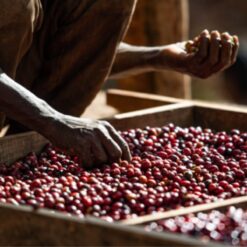 Ethiopia-Duwancho-8