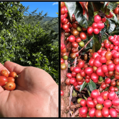 ca phe colombia pink bourbon piragua 2