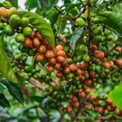 ca phe colombia pink bourbon piragua 6