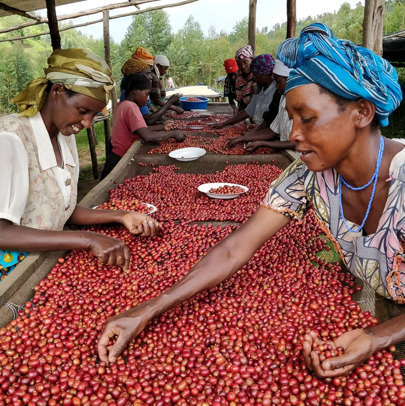 ca phe rwanda visty baho coffee 13