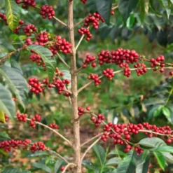 ca phe kurume ethiopia
