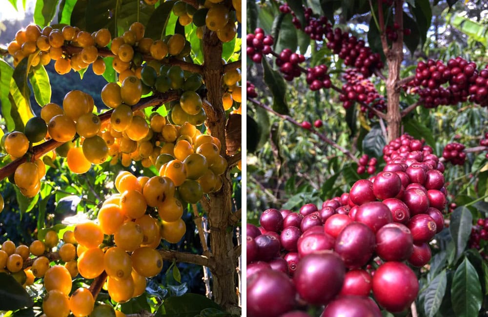 yellow catuai vs red catuai