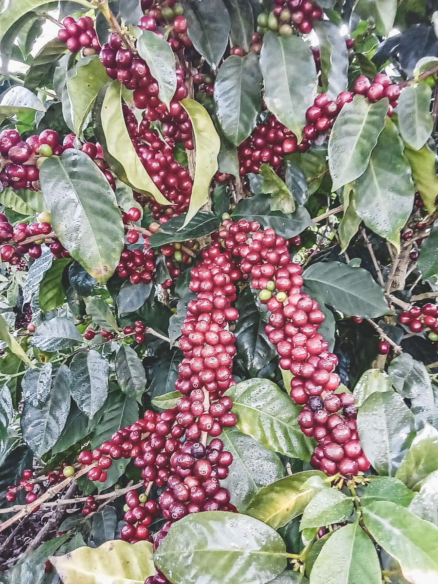 Ca phe Honduras El Jardin 02