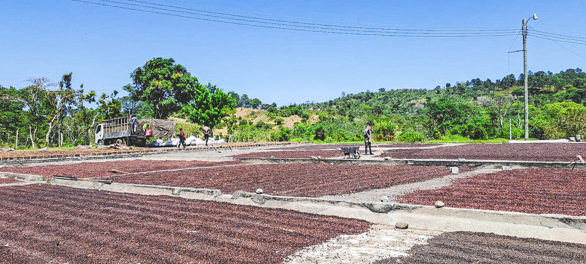 Ca phe Honduras El Jardin 04