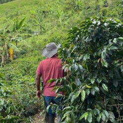 Ca phe Honduras El Jardin