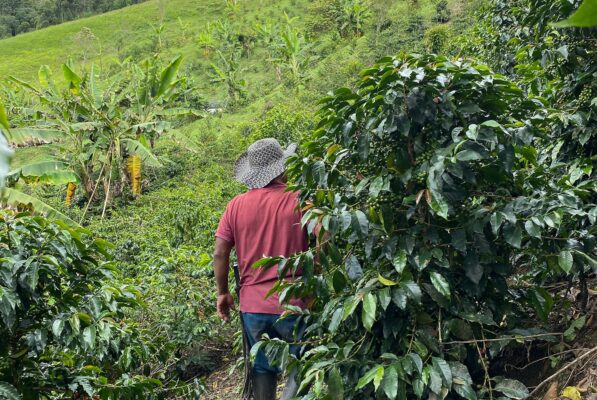 Ca phe Honduras El Jardin medium