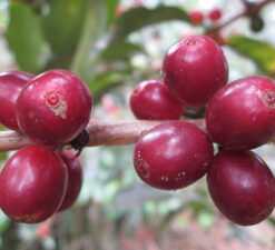 ca phe honduras el jardin 07