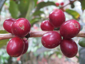 ca phe honduras el jardin 07 medium