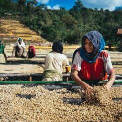 Ethiopia yirgacheffe botabaa