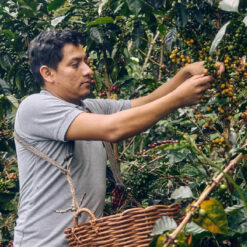 ca phe geisha peru 8