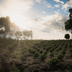 Colombia Granja Paraiso 92