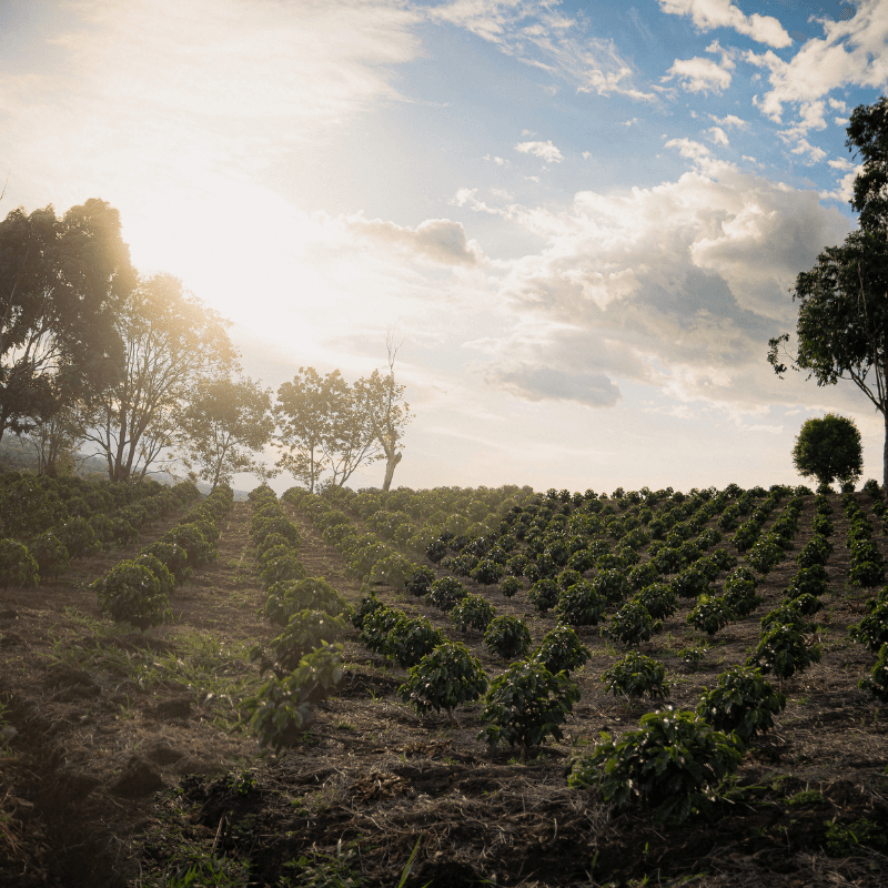 Colombia Granja Paraiso 92